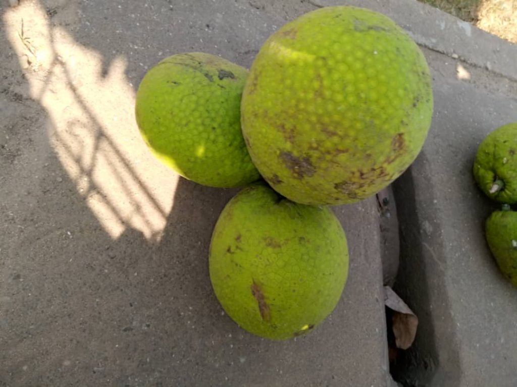 Fruit à pain - © Visiter le Bénin