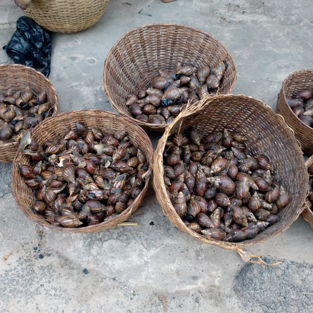 Escargot Achatine - © Visiter le Bénin