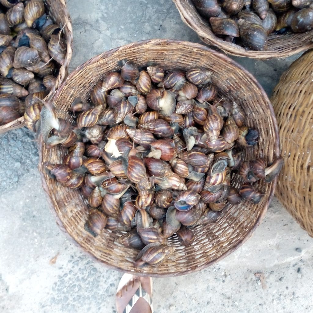 Escargot Achatine - © Visiter le Bénin