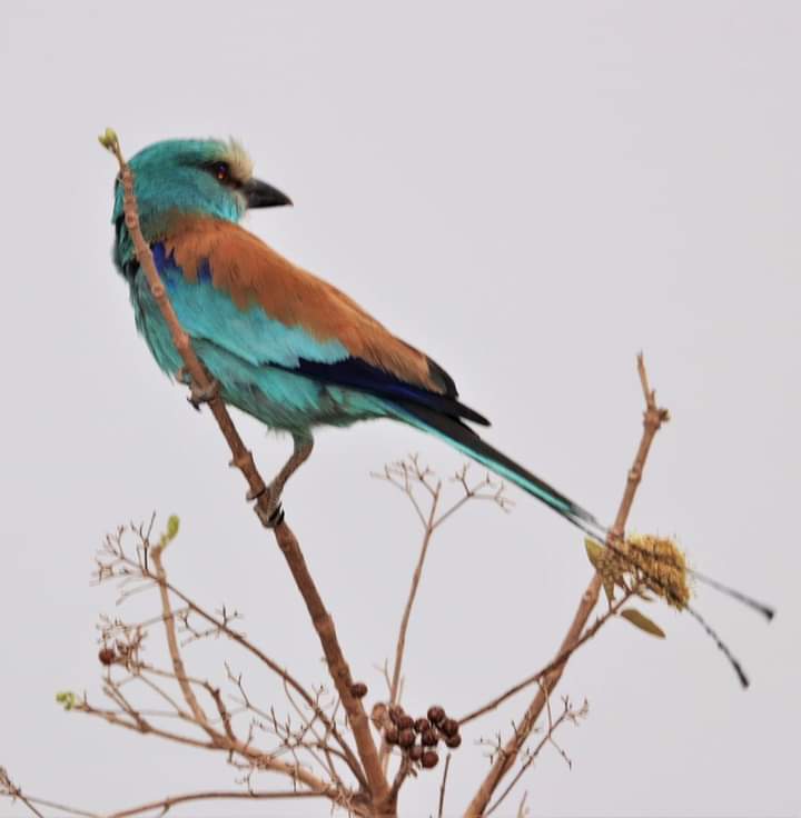 Un Oiseau du Parc de la Pendjari pris par Sylvie Assiba YEROPA