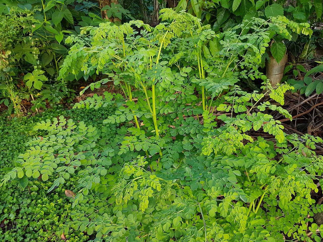 Feuilles Moringa Oleifera - © Wikipédia